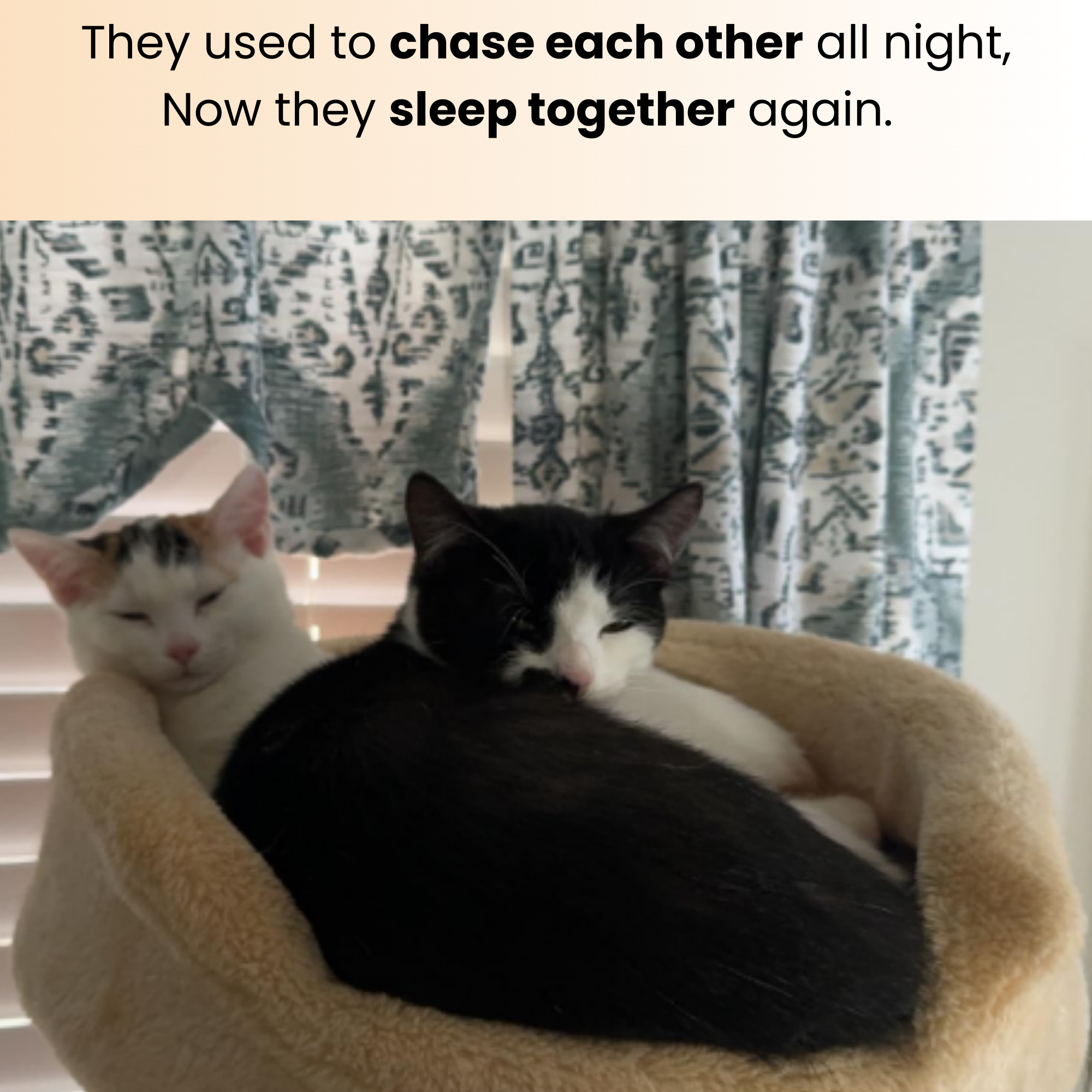 Soothly Calming Pheromone Diffuser for Cats